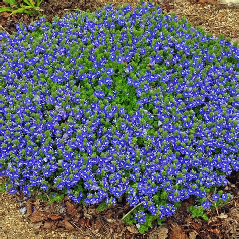 Veronica Tidal Pool | Ground cover plants, Ground cover, Plants