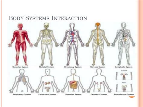 PPT - Body Systems Interaction PowerPoint Presentation, free download - ID:2385515