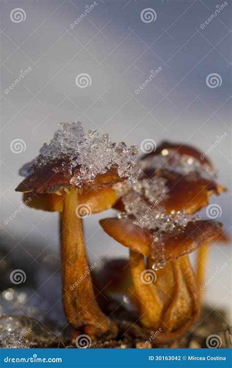 Mushrooms in winter stock photo. Image of hallucinogen - 30163042