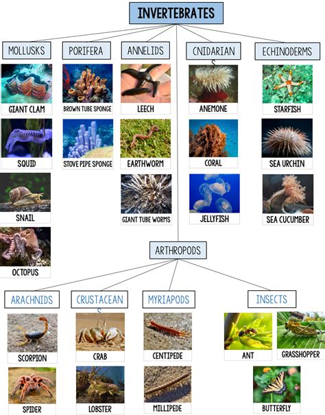 Animal Classification Flip Chart Different Types Of A - vrogue.co