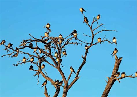 Barn Swallow Behavior - AnimalBehaviorCorner