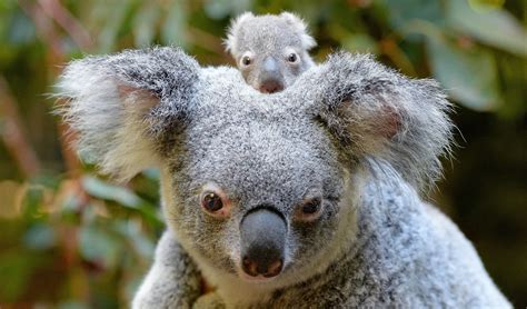 El Ciudadano | Los koalas no están extintos, pero sí a un paso de estarlo