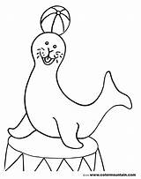 Seal coloring pages Download And Print For Free sketch template