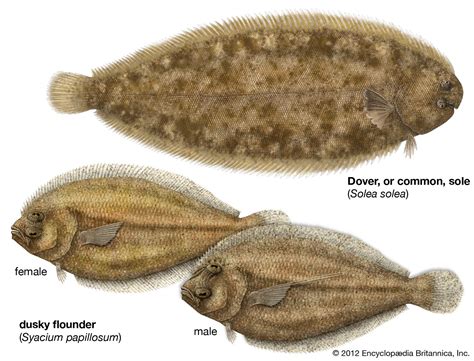 Pleuronectiform | Flatfish Adaptations & Characteristics | Britannica