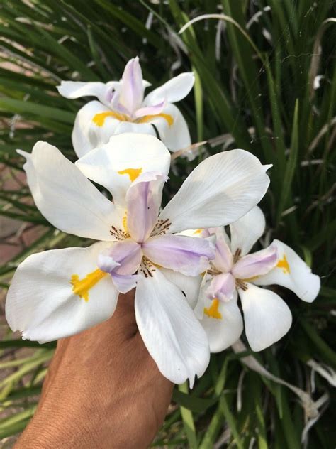 African Iris WHITE 2 LIVE PLANTS 5 Tall | Etsy