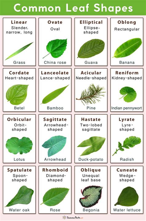 Different Types of Leaves with Names and Pictures | Leaves ...