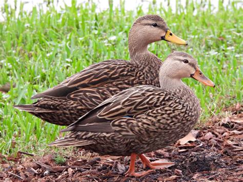 Mottled Duck vs Mallard: The Key Differences - Wiki Point