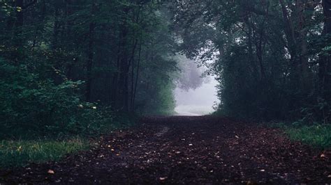 forest, trees, bw, path, autumn, gloomy, 4k HD Wallpaper