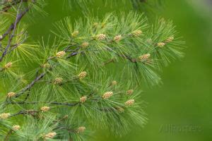 Maine State Tree, White Pine Tree (Pinus strobus), from NETSTATE.COM