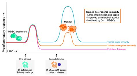 Graphical representation of primary and secondary immune responses... | Download Scientific Diagram