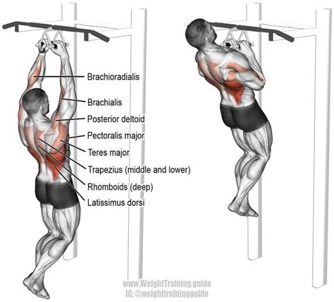 Fitness Motivation : Description Close neutral grip pull up. A compound pull exercise. Muscles ...