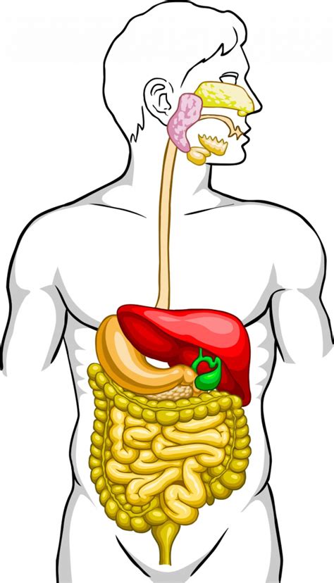 Human Digestive System Diagram Unlabeled Human Body Diagram Clipart ...