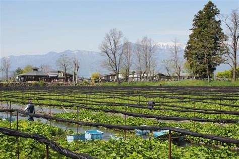 Wasabi cultivation in Japan | Wasabia japonica | Wasabi Crop