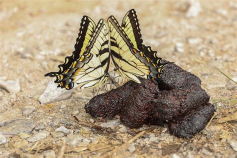 What Does Butterfly Poop Look Like - AnimalsPick