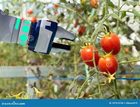 Smart Robotic in Agriculture Futuristic Concept, Robot Farmers ...