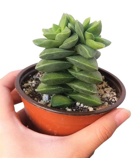 Crassula Springtime Succulent fully rooted with Care Guide - Succulents Box