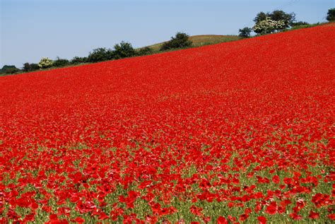 please make my weedy hill look like this | Poppy field, Poppies, Field