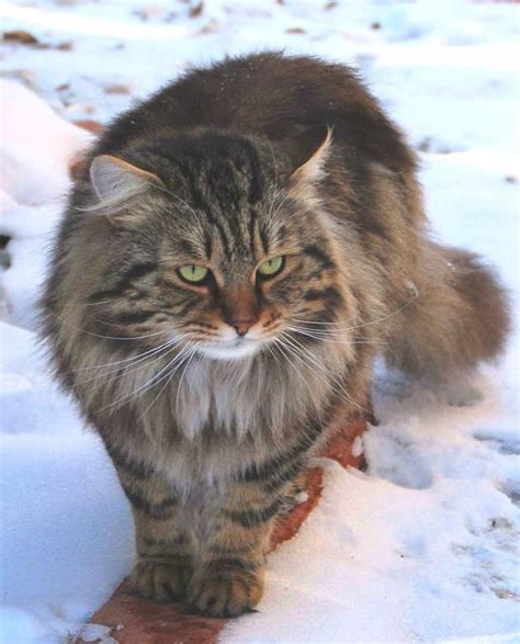 Siberian cat | DinoAnimals.com