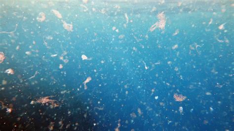 Microplastic has been found deep in the sea