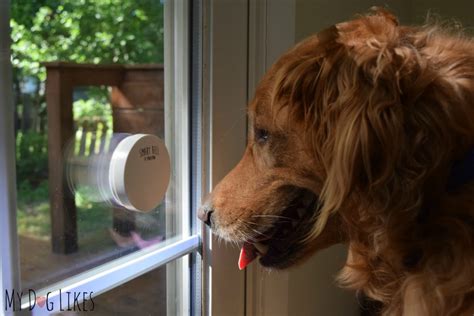 Mighty Paw Smart Bell Review - Not your Average Dog Doorbell