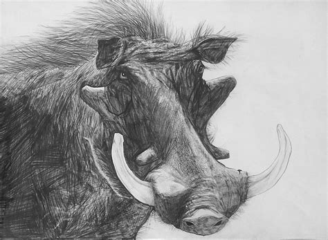 Warthog sketch | African wildlife, Warthog, Wildlife art