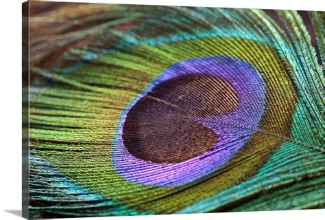 Peacock feather close up. Wall Art, Canvas Prints, Framed Prints, Wall ...