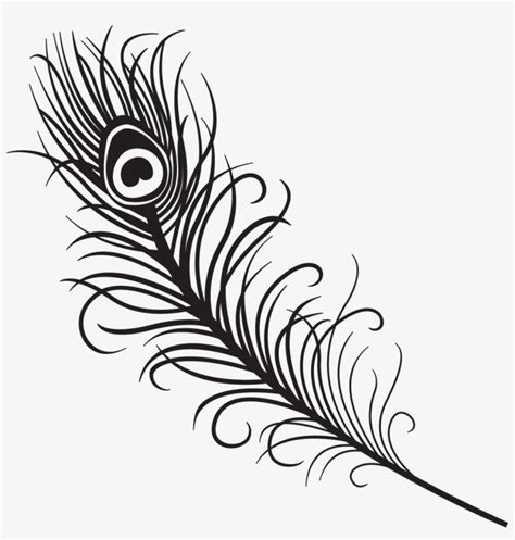 How To Draw Peacock Feather For Beginners Step By Step - Peacock Feather Vector Black And White ...