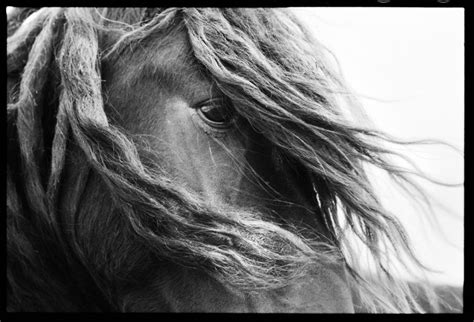 Wild Horses of Sable Island – The Black Stallion