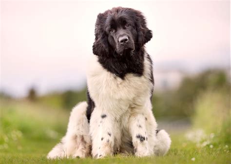 Newfoundland | Dog, Description, Temperament, & Facts | Britannica