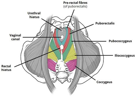 The Pelvic Floor - Structure - Function - Muscles - TeachMeAnatomy