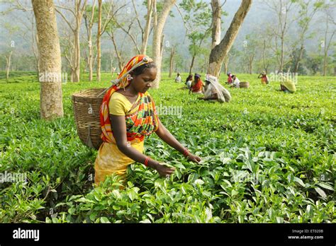 Woman plucking fresh tea leaves leaves from tea garden Assam India ...