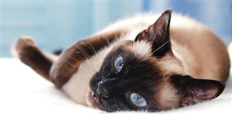 9 Cat Breeds With Beautiful Blue Eyes - Cats.com