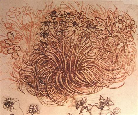 Drawing of a botanical study, c.1500 - Leonardo da Vinci - WikiArt.org