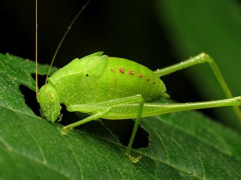 Katydid bush crickets, lushy green insect, Katydids habitat & diet