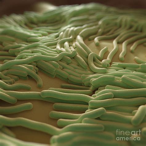 Legionella Pneumophila Photograph by Science Picture Co - Fine Art America