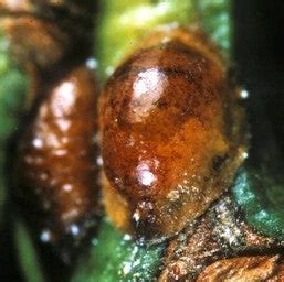 How to Spot and Treat Scale Insect Pest on Houseplants – Costa Farms