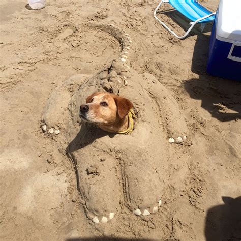 Chien Plage Humour - dsullana.com