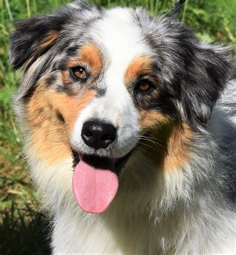 AKC Australian Shepherd Breeders in North Carolina | Ramblin Ridge Aussies