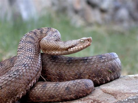 Vipère aspic - Vipera aspis | Biodiv'Mercantour - Parc national du Mercantour