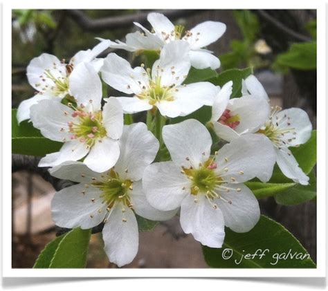 pear bartlett – identify by flowers | Tree Service by Boulder Tree Care