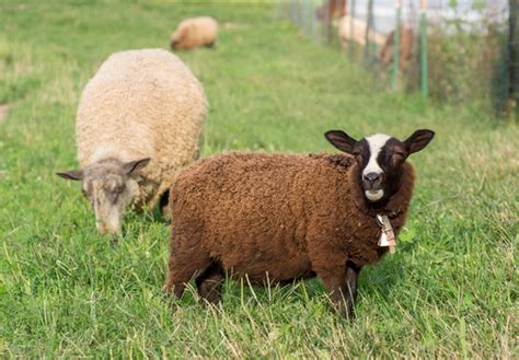 Know Your Fiber: Finnsheep Wool – Northwest Yarns