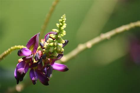 Kudzu Flower Japanese Arrowroot - Free photo on Pixabay - Pixabay