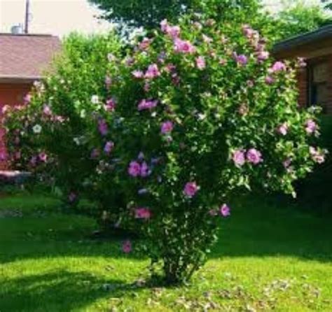 20 fresh Seeds. Hibiscus Syriacus Purple Satin Rose of Sharon 20 Seeds