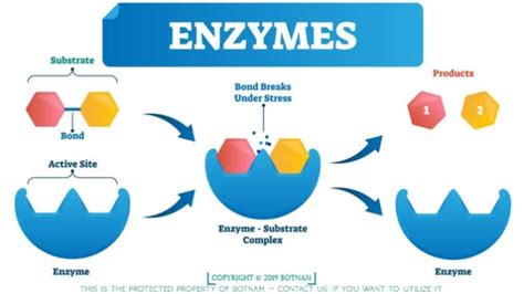 Enzymes and co-factors || F.Sc Biology part 1 | Enzymes biology, Biology, Biochemistry notes