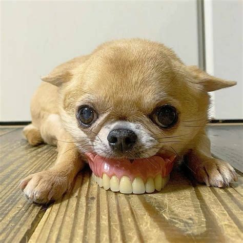 I got a new set of teeth 😂🔥 | Cute chihuahua, Funny animals, Funny dog faces