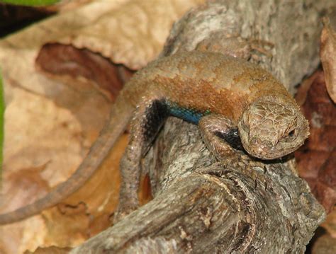 Eastern fence lizard 2 | Another first: an Eastern fence liz… | Flickr