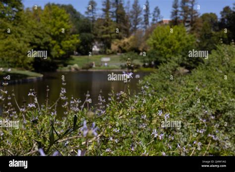 UC Davis Arboretum Stock Photo - Alamy