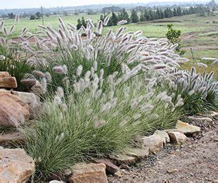 Australian Native Grass Plants - Plants BW