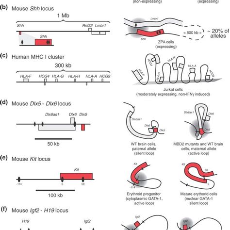 (PDF) Chromatin looping and organization at developmentally regulated ...