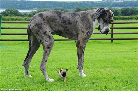 Great Dane believed to be the world's tallest meets up with Britain's ...